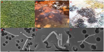 Three novel marine species of the genus Reichenbachiella exhibiting degradation of complex polysaccharides